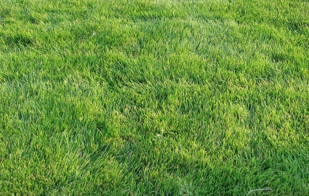 تركيب عشب طبيعي