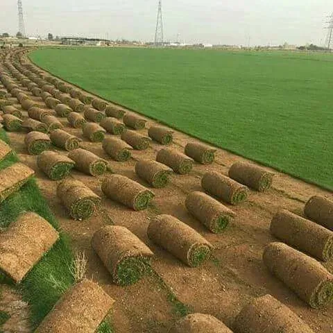 النجيلة الطبيعية