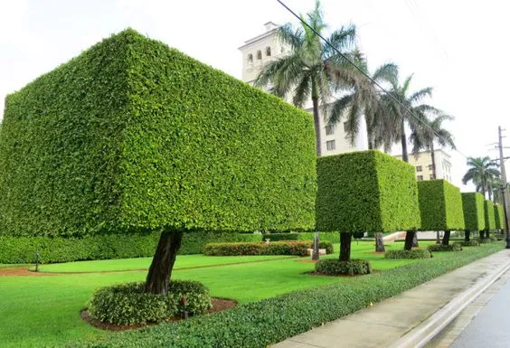 تركيب نخيل وقص اشجار